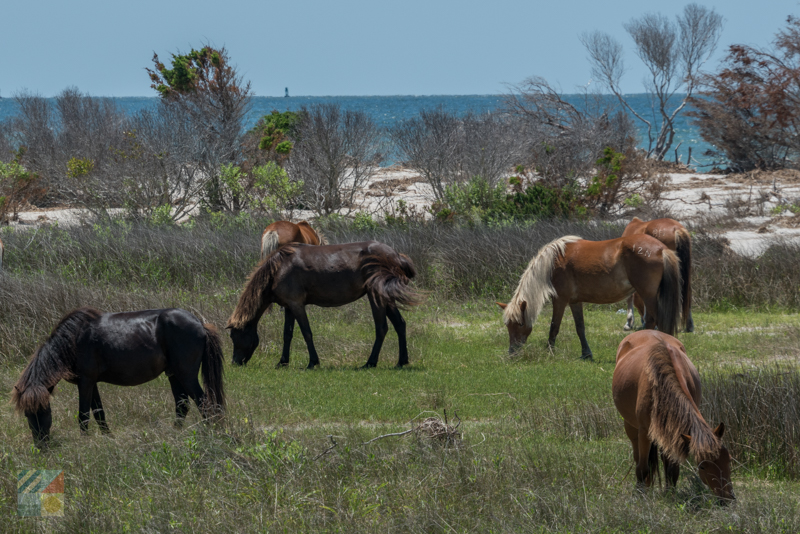 A wild horse tour to the Shackleford Banks from Beaufort NC