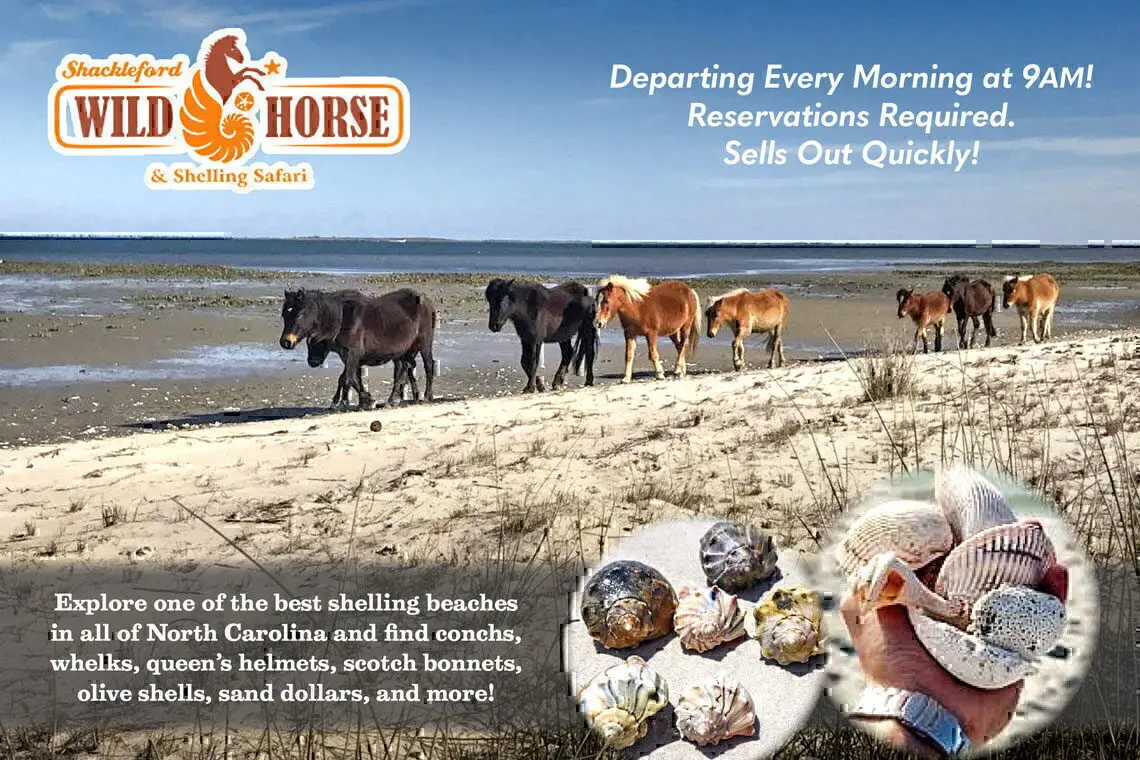 Shackleford Banks Shelling & Wild Horse Expedition