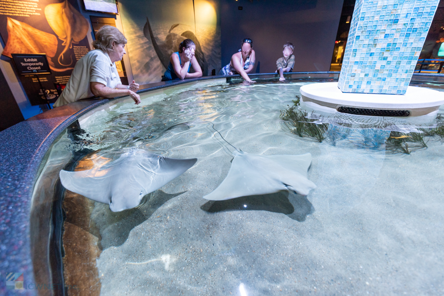 NC Aquarium Pine Knoll Shores touch tank