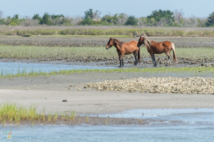 Wild Horses on Shackleford Banks