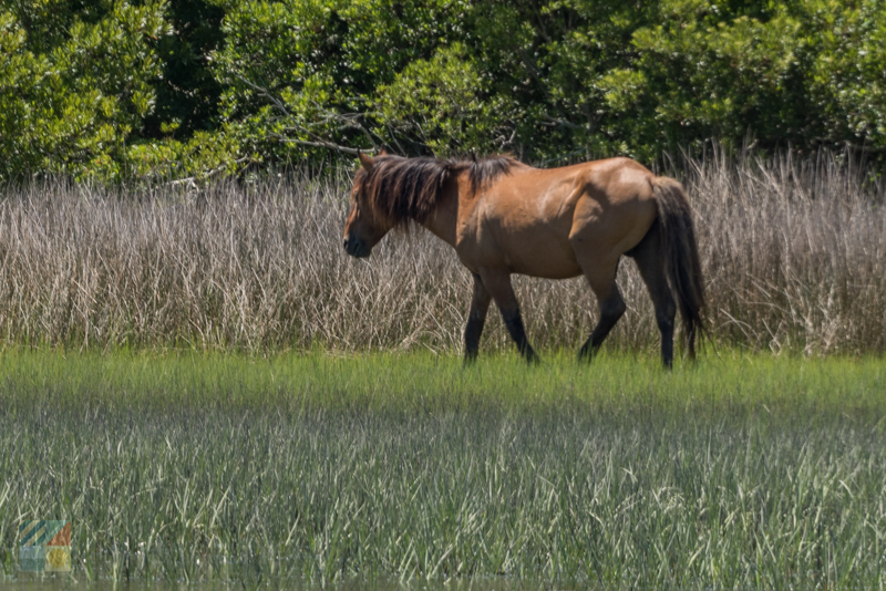 Rachel Carson Reserve