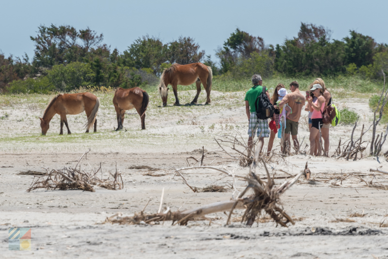 Shackleford Banks horse viewing