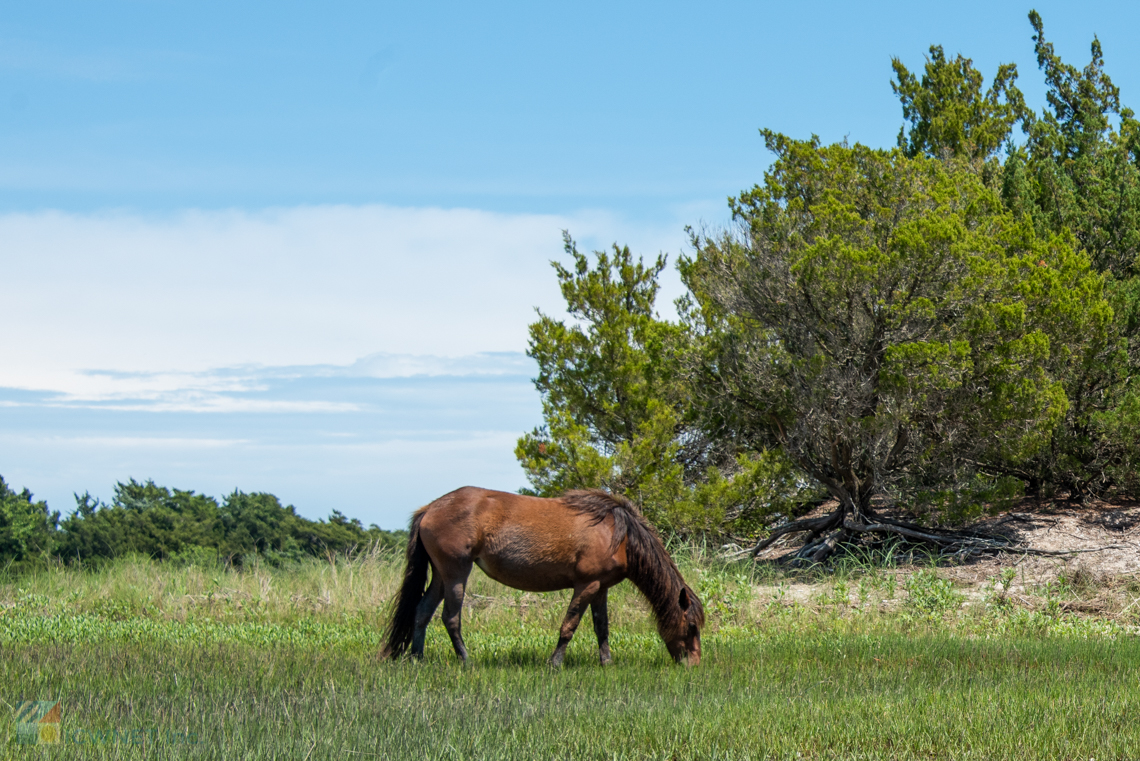 A wild horse on Rachel Carson Reserve