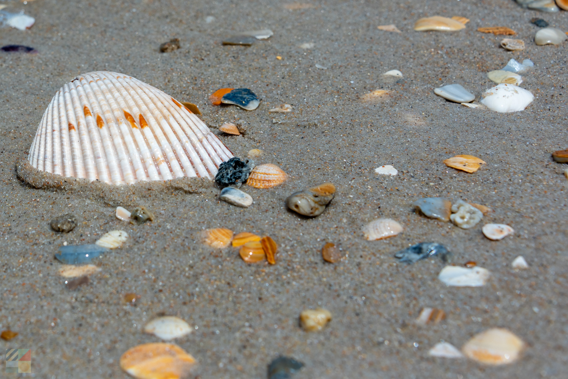 Shells on the Shackleford Banks