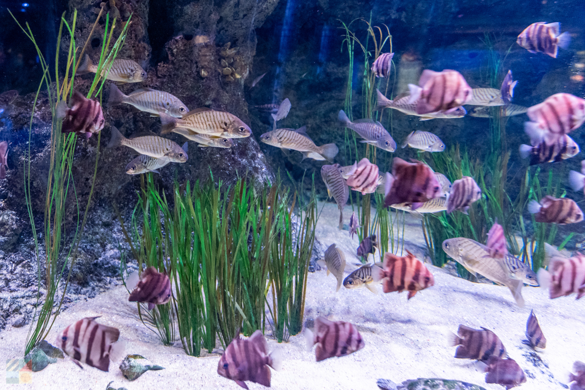 NC Aquarium PKS