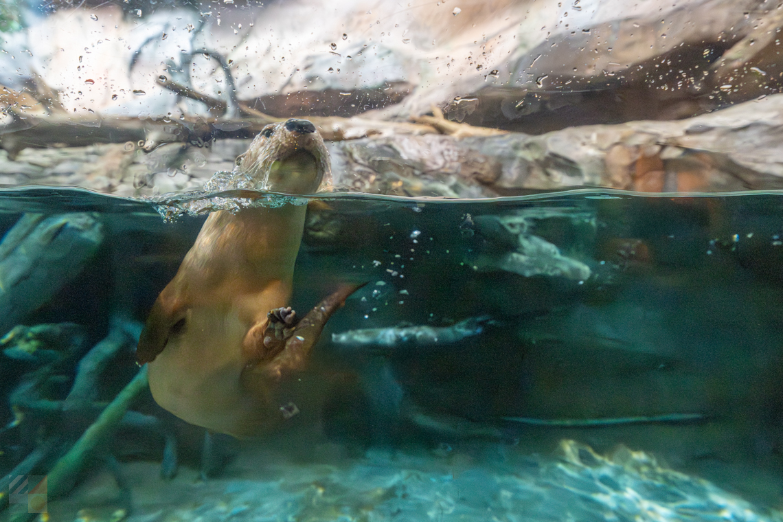 NC Aquarium Pine Knoll Shores