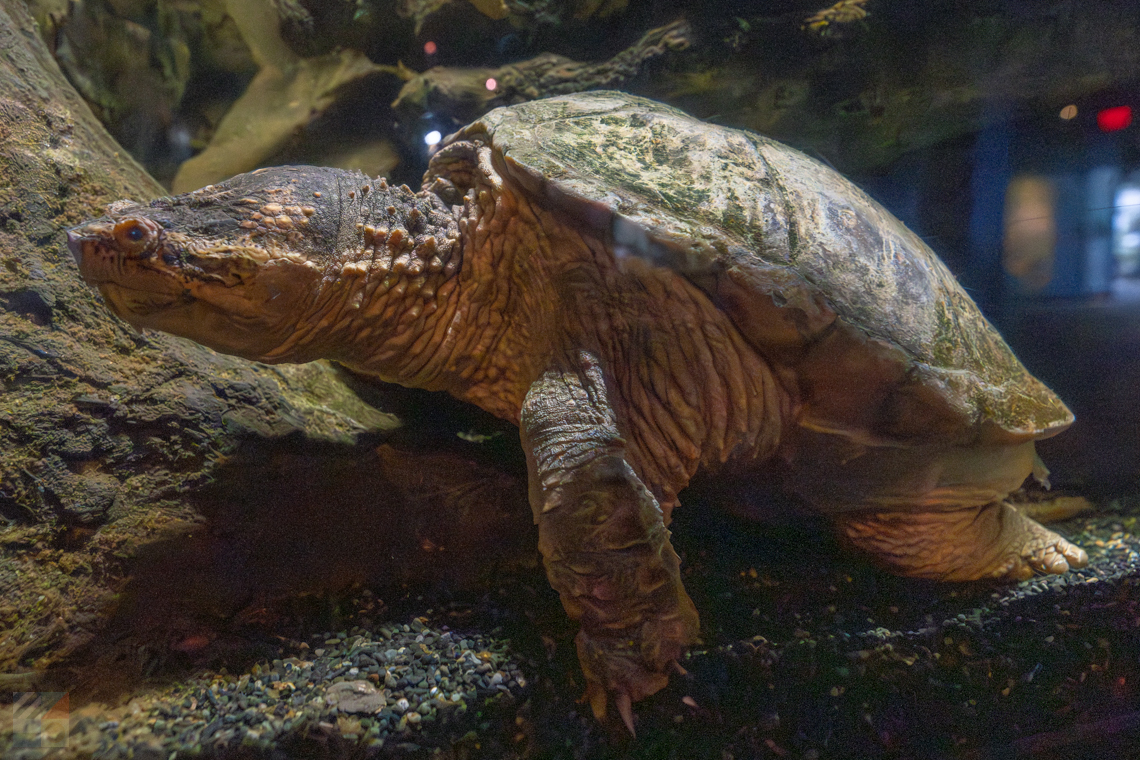 NC Aquarium Pine Knoll Shores snapping turtle