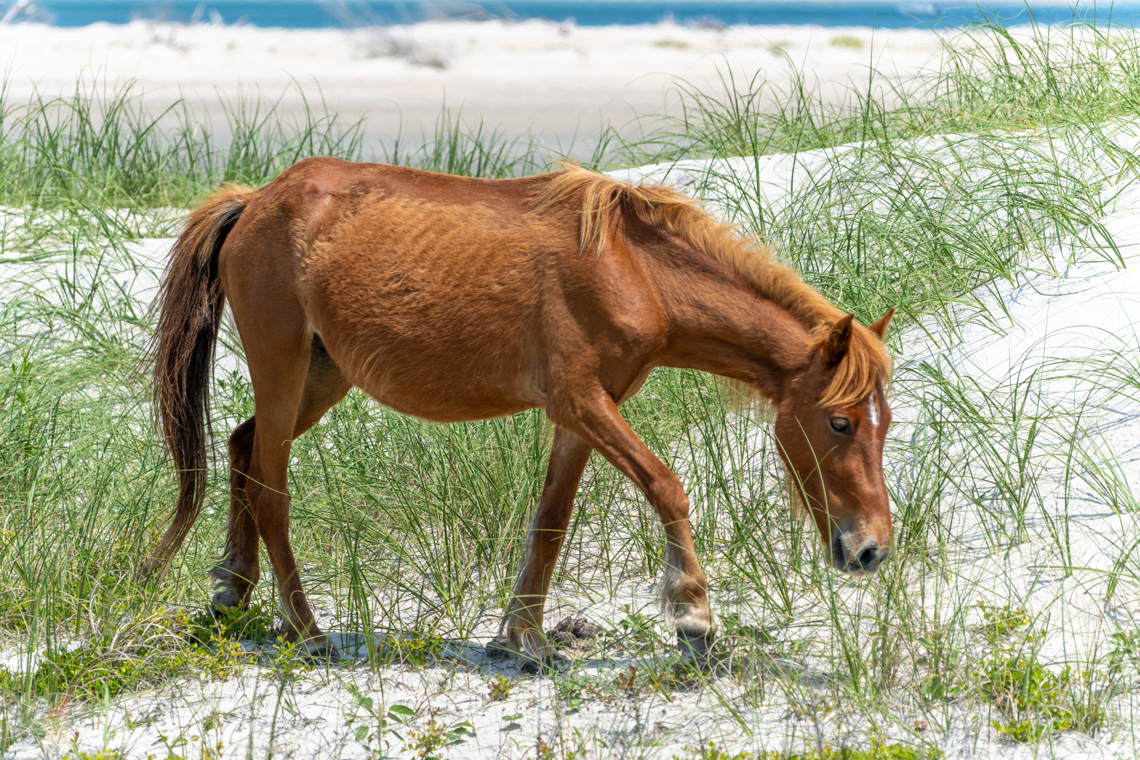 Shackleford Banks wild horse adjacent to Beaufort NC