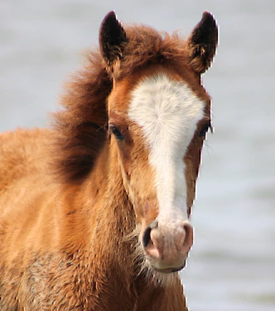 See wild horses with Island Ferry Adventures