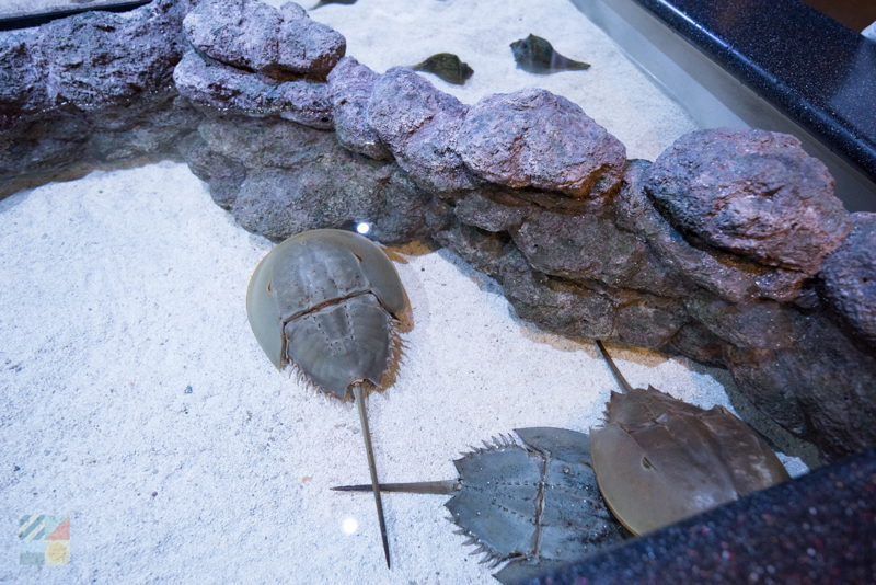 Exhibits at N.C. Aquarium at Pine Knoll Shores