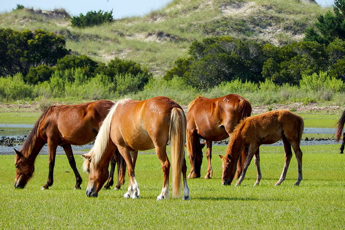 shackleford banks shelling tour