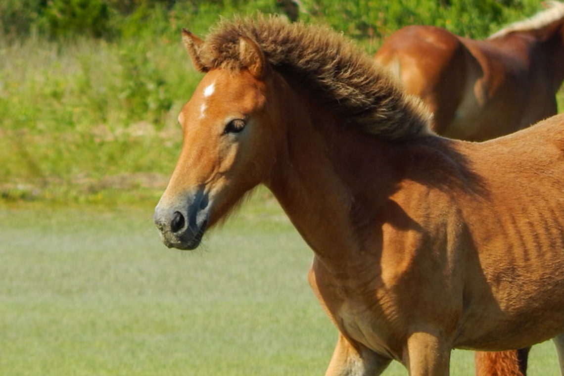 Shackleford Wild Horse & Shelling Safari  - Wild horses on Shackleford Banks