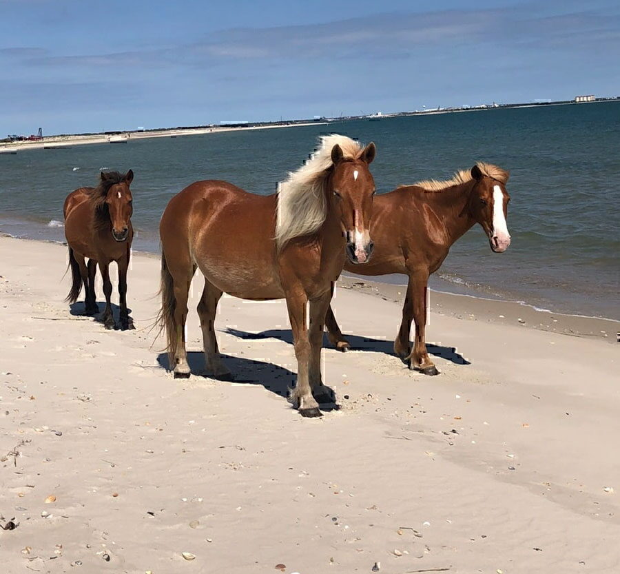 shackleford banks eco tours