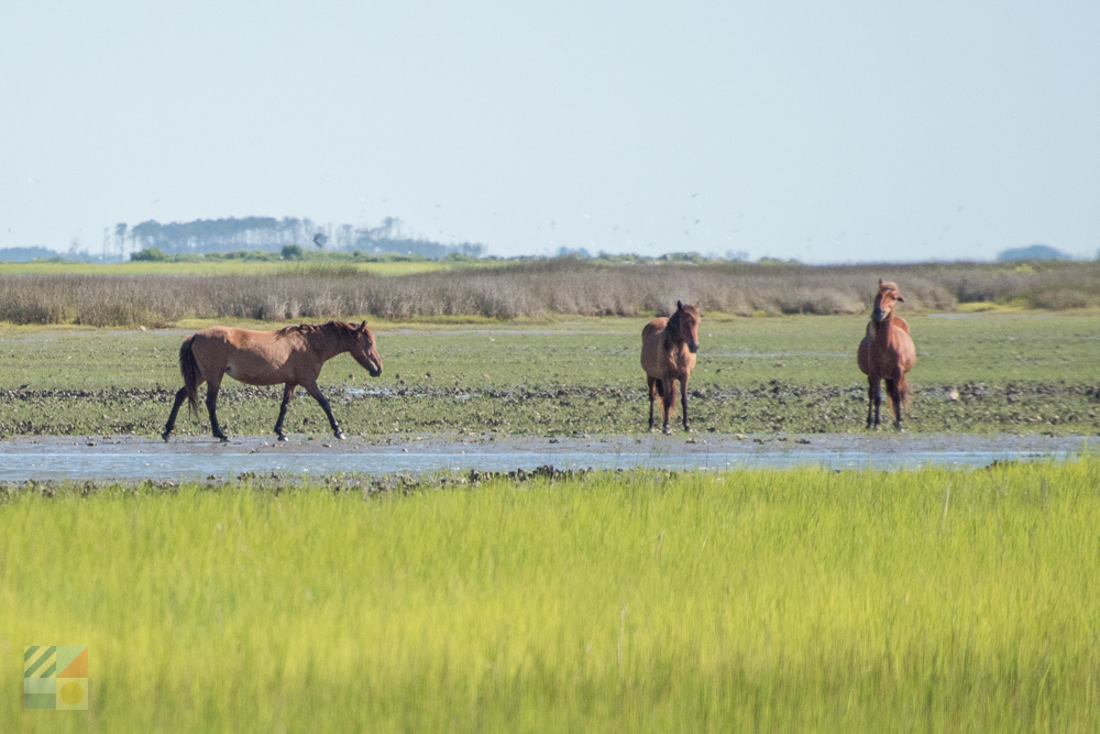 Shackleford Banks wild horses