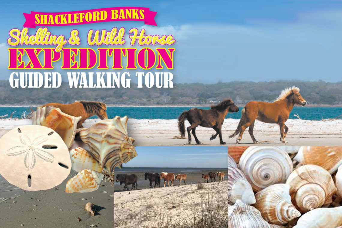 Shackleford Banks Shelling & Wild Horse Expedition