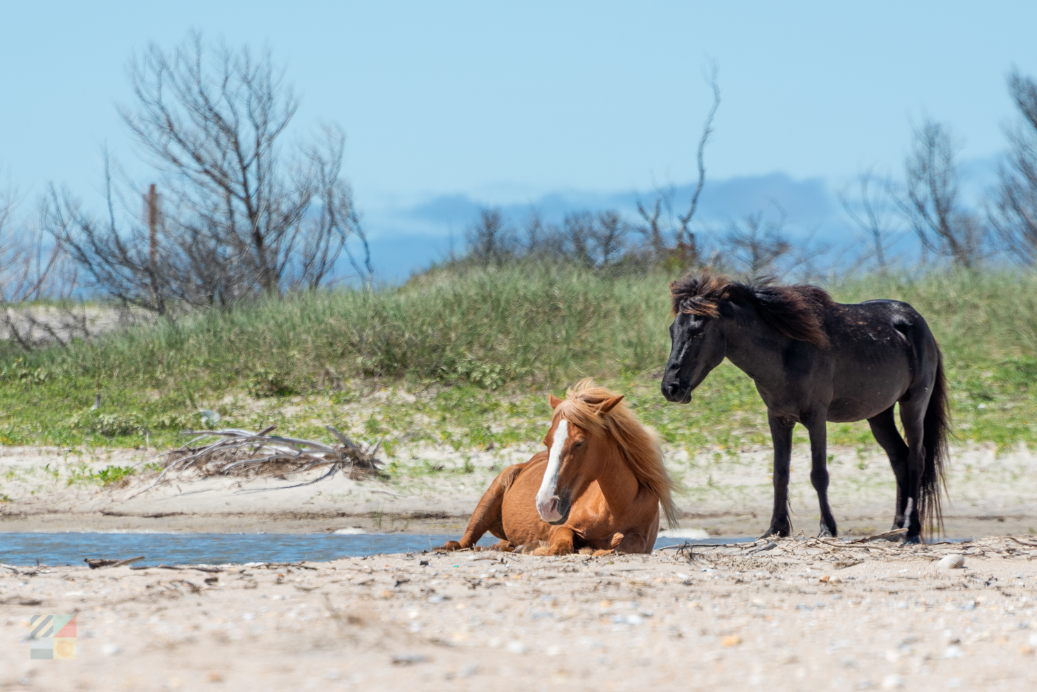 Shackleford Banks wild horses