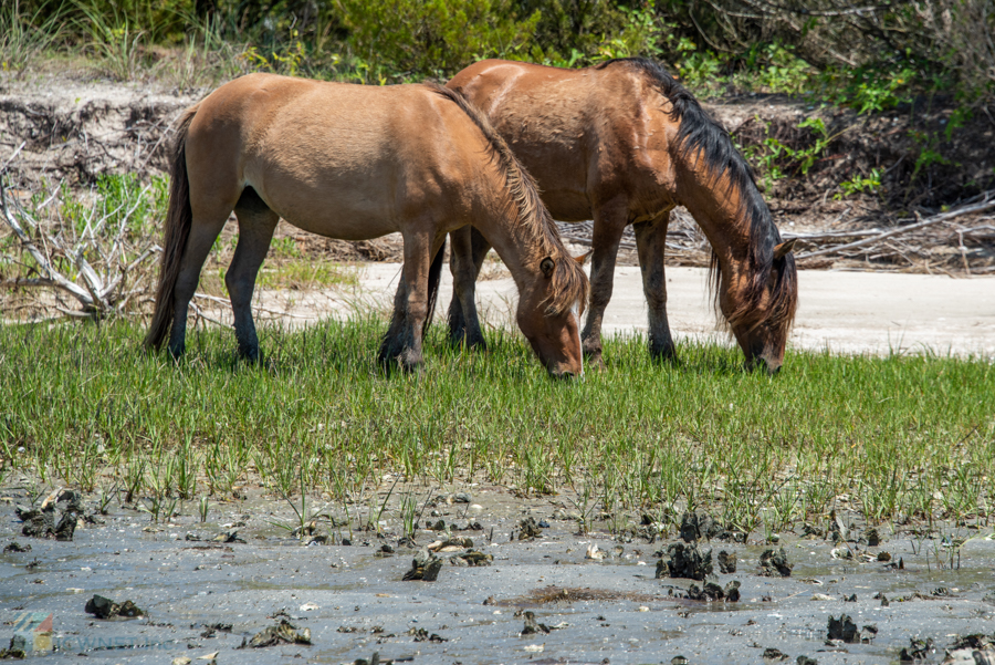Rachel Carson Reserve wild horses