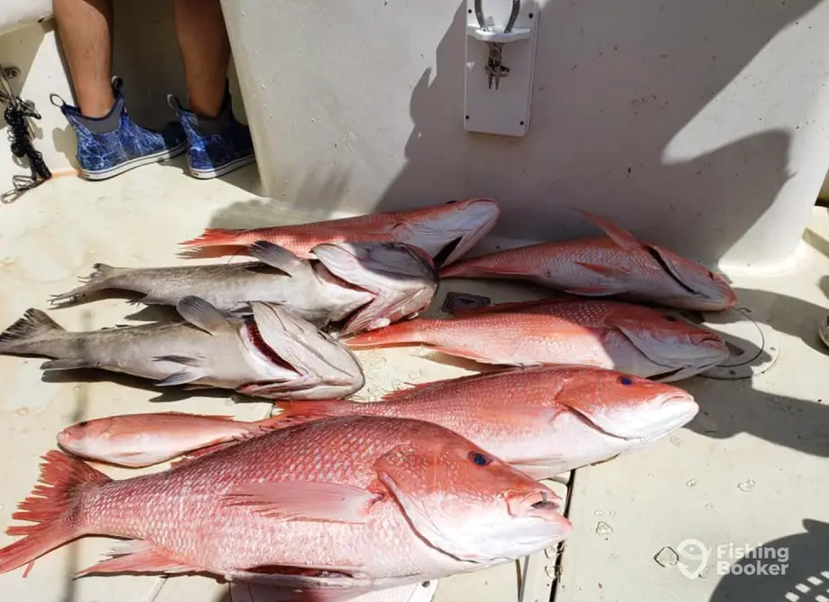 FishingBooker: Vermilion Snapper vs. Red Snapper