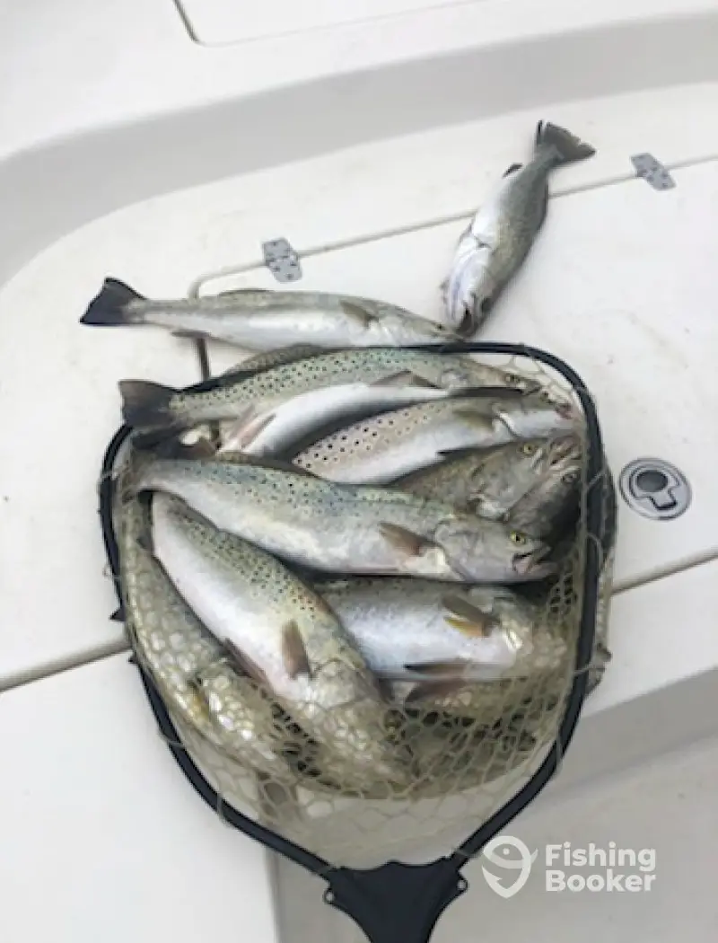 Bogue Sound Charters – Emerald Isle
