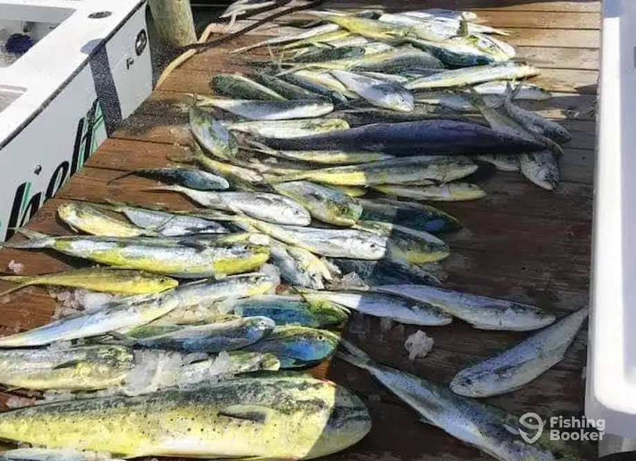 GALE ANNE charter image 4