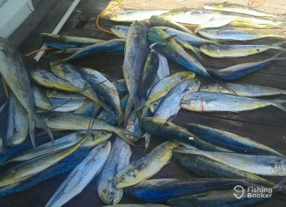 GALE ANNE charter image 5