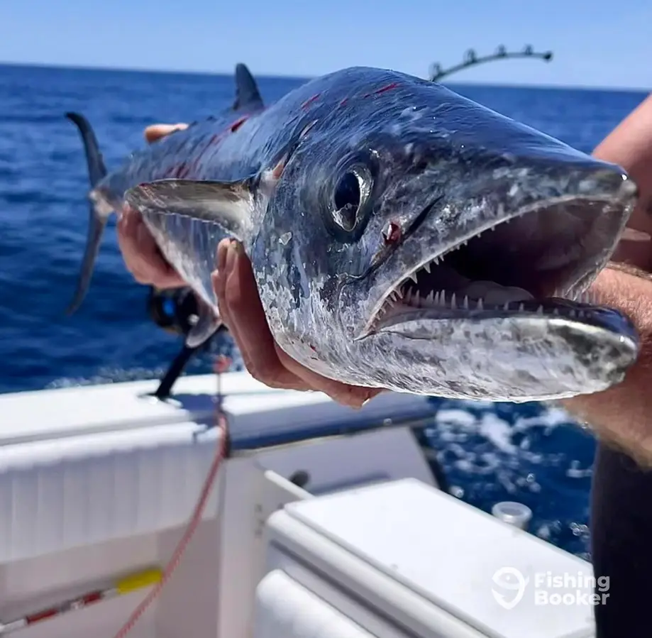 Drifter Sportfishing And Charters charter image 4