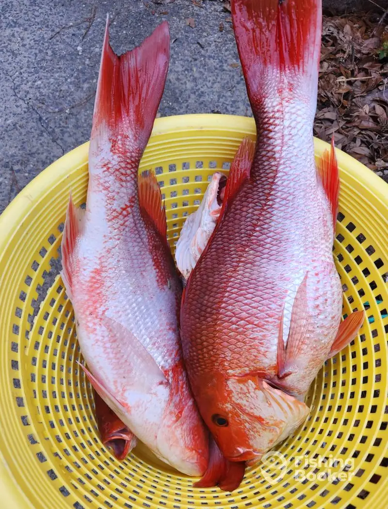 Tail Chaser Charters charter image 4