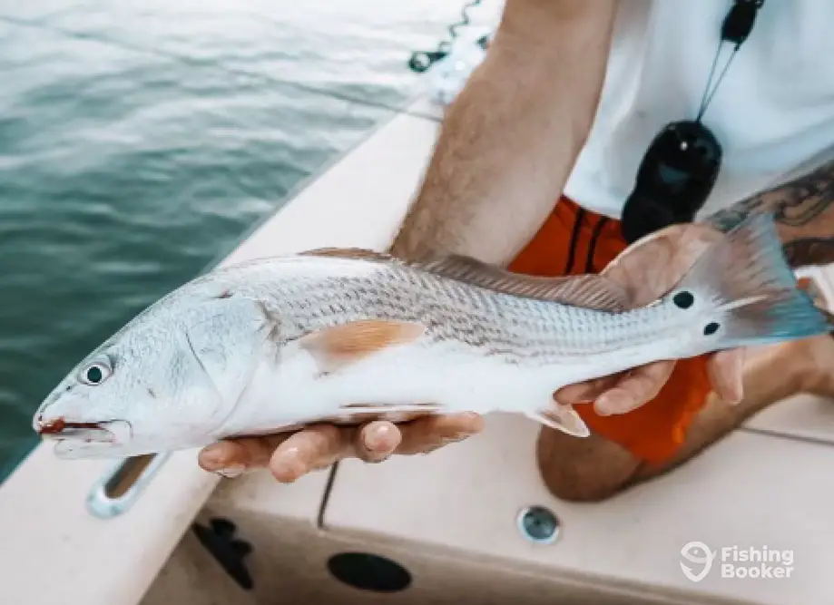 Cast'n Carolina – Inshore Fly & Sight Fishing charter image 2